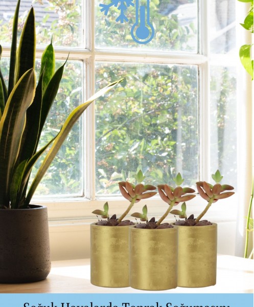 Mini Çiçek Saksı Küçük Sukulent Altın Kaktüs Saksısı Düz Yuvarlak Model